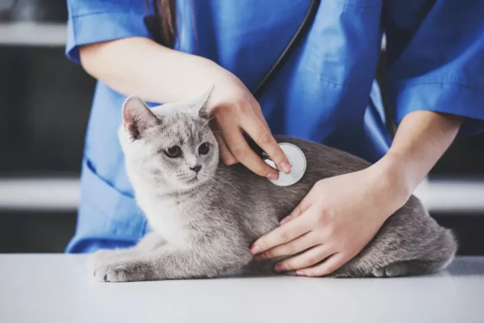 Diagnosticul Blocajului Renal la Pisici Procesul și Importanța Acestuia