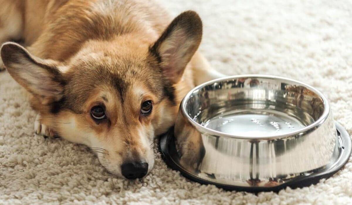 Prevenirea Complicațiilor – Cum Poți Proteja Sănătatea Renală a Câinelui Tău 