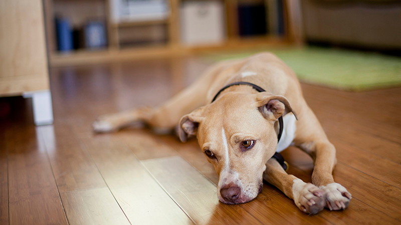 Simptome ale Blocajului Renal la Câini - Ce Trebuie Să Știi 